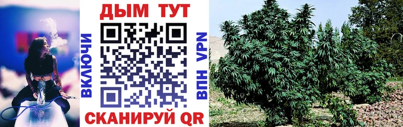 Конопля Bruce Banner  Купить где  Тбилисская 